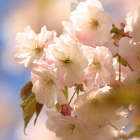 Buy canvas prints of spring blossom by Simon Johnson