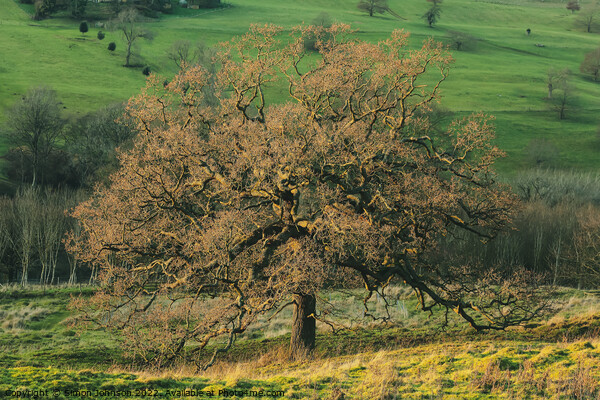 The British Oak Tree Picture Board by Simon Johnson