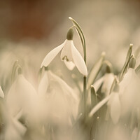Buy canvas prints of Snowdrop flower by Simon Johnson