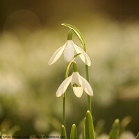 Buy canvas prints of pair of snowdrops by Simon Johnson