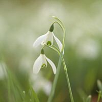 Buy canvas prints of Two Snowdrop flowers by Simon Johnson