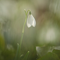 Buy canvas prints of Solitary Snowdrop by Simon Johnson