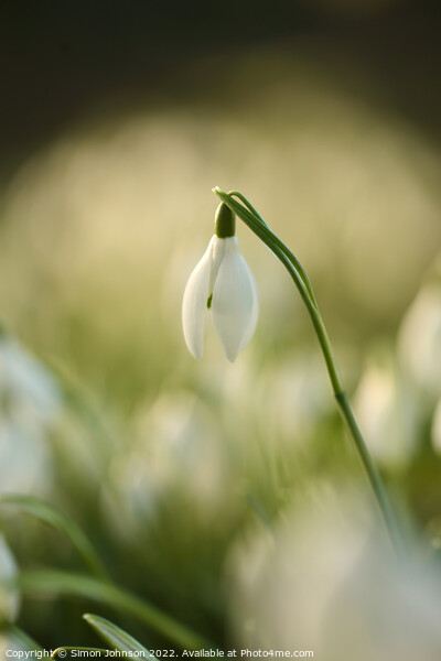 sunlit snowdrop flower Picture Board by Simon Johnson