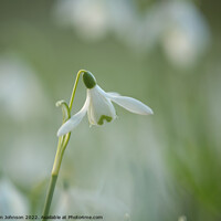 Buy canvas prints of flying snowdrop by Simon Johnson