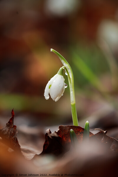 sunlit Snowdrop with dew Picture Board by Simon Johnson