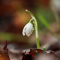 Buy canvas prints of sunlit Snowdrop with dew by Simon Johnson
