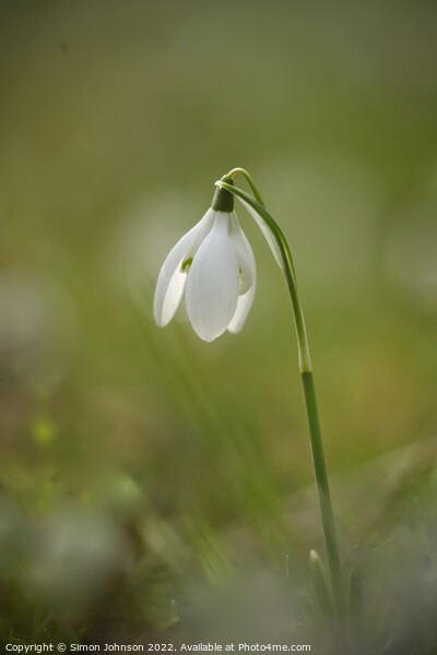 Snowdrop  flower Picture Board by Simon Johnson