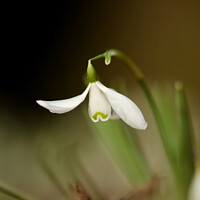 Buy canvas prints of Flying Snowdrop by Simon Johnson