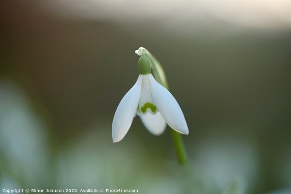 Flying Snowdrop Picture Board by Simon Johnson