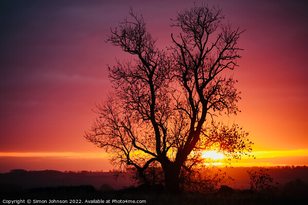Tree Silhouette  Picture Board by Simon Johnson