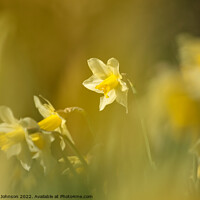 Buy canvas prints of Daffodil World by Simon Johnson