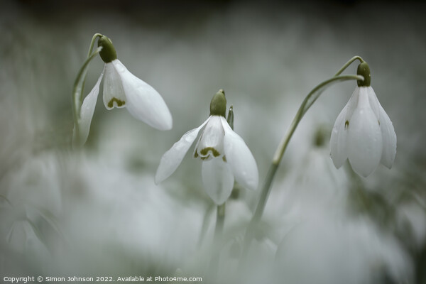 Three Snowdrops Picture Board by Simon Johnson
