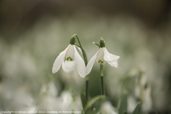 Snowdrops together for valentines Picture Board by Simon Johnson