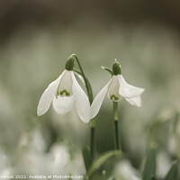 Buy canvas prints of Snowdrops together for valentines by Simon Johnson