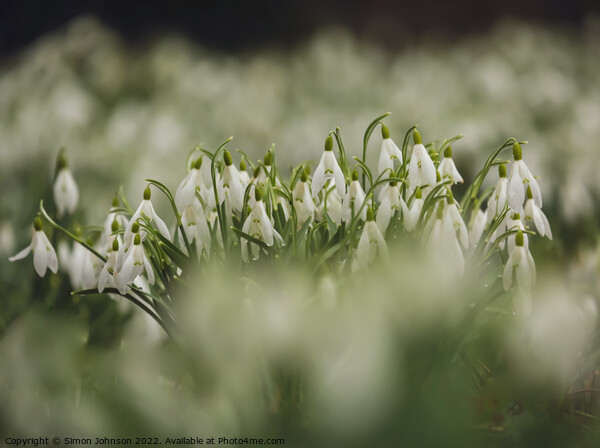  Snowdrop flowers Picture Board by Simon Johnson