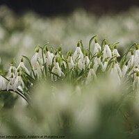 Buy canvas prints of  Snowdrop flowers by Simon Johnson