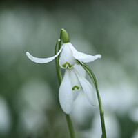 Buy canvas prints of performing snowdrop by Simon Johnson