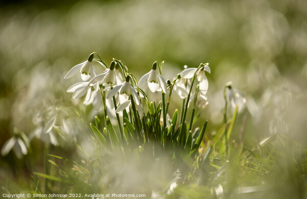 snowdrop  flowers Picture Board by Simon Johnson