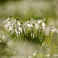 Buy canvas prints of snowdrop  flowers by Simon Johnson