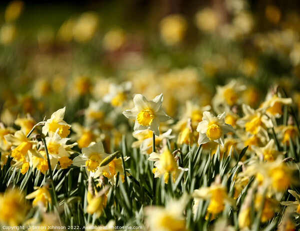 A host of golden daffodils Picture Board by Simon Johnson