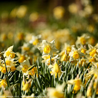 Buy canvas prints of A host of golden daffodils by Simon Johnson