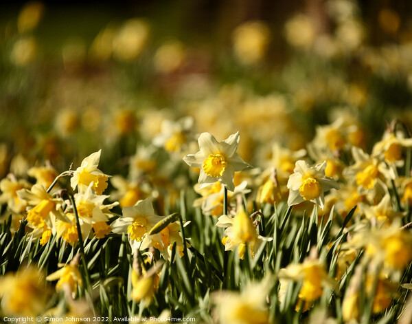 sunlit daffodils  Picture Board by Simon Johnson