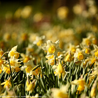 Buy canvas prints of sunlit daffodils  by Simon Johnson