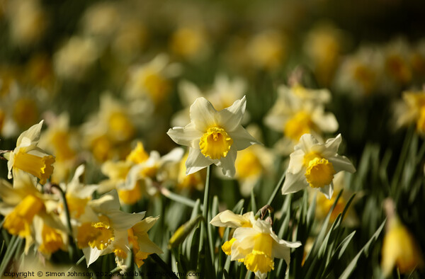 Daffodil Flowers  Picture Board by Simon Johnson