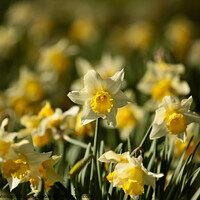 Buy canvas prints of Daffodil Flowers  by Simon Johnson