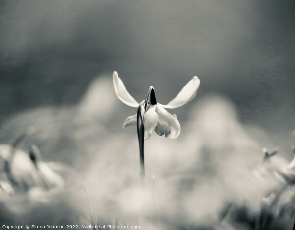 Snowdrop with ears Picture Board by Simon Johnson