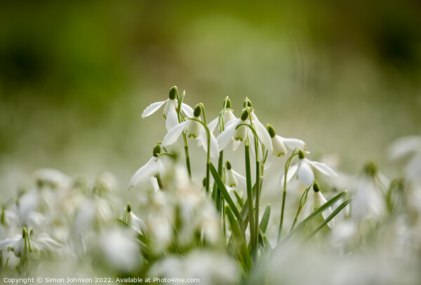 Snowdrop flowers Picture Board by Simon Johnson