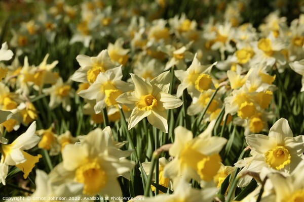 Dafodil flowers Picture Board by Simon Johnson