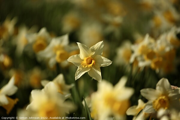 Daffodils  Picture Board by Simon Johnson
