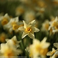 Buy canvas prints of Daffodils  by Simon Johnson