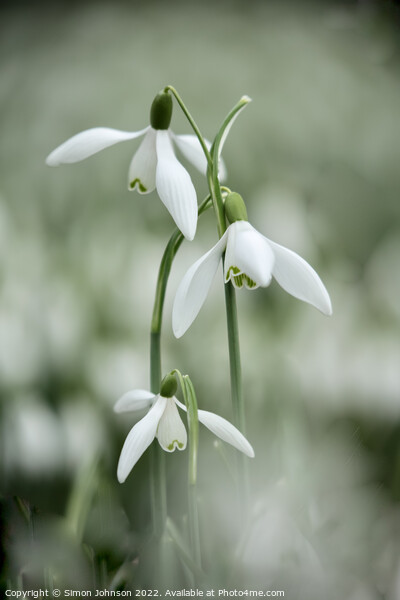 Tripple Snowdrop flowers Picture Board by Simon Johnson