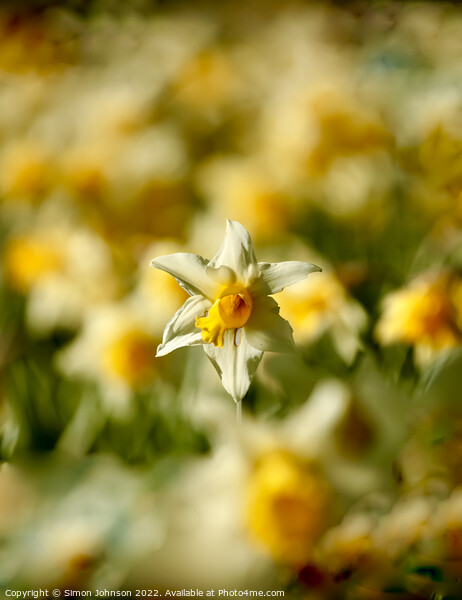 sunlit daffodil  Picture Board by Simon Johnson