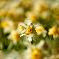 Buy canvas prints of sunlit daffodil  by Simon Johnson