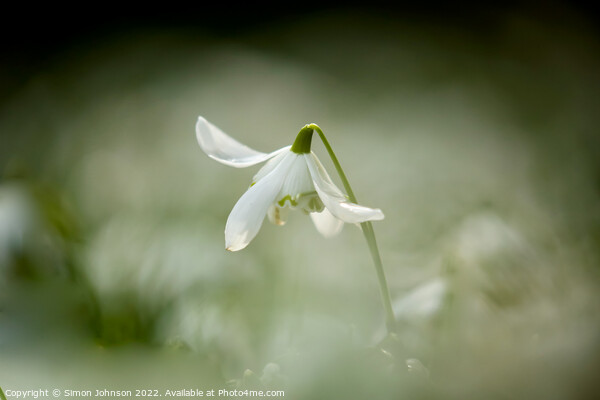 snowdrop flower Picture Board by Simon Johnson