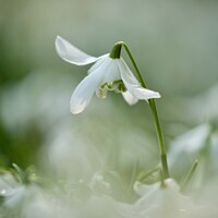 Buy canvas prints of Snowdrop  flower by Simon Johnson