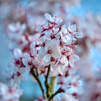Buy canvas prints of SPRING BLOSSOM by Simon Johnson