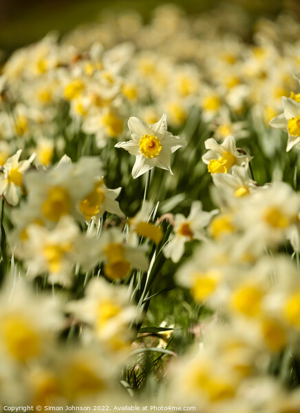 Daffodils   Picture Board by Simon Johnson