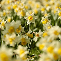 Buy canvas prints of Daffodils   by Simon Johnson