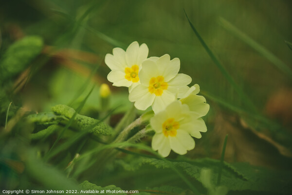 Tripple Primrose  flower Picture Board by Simon Johnson