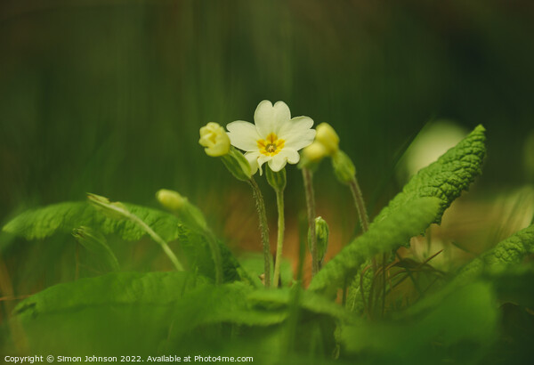 Primrose flower Picture Board by Simon Johnson