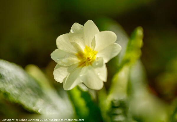 sunlit primrose flower Picture Board by Simon Johnson