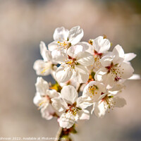 Buy canvas prints of Spring blossom by Simon Johnson