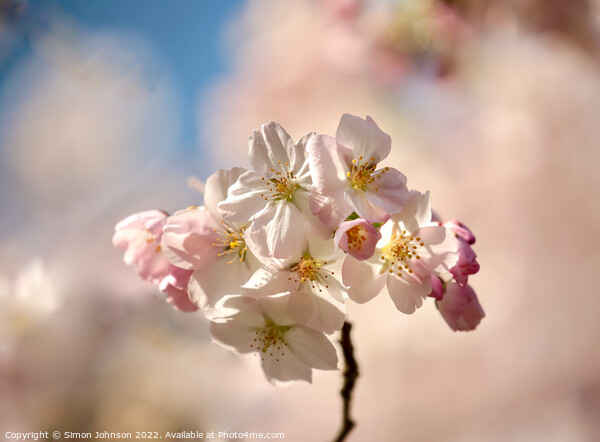 Sunlit  Spring blossom Picture Board by Simon Johnson
