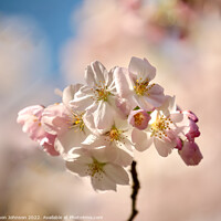 Buy canvas prints of Sunlit  Spring blossom by Simon Johnson