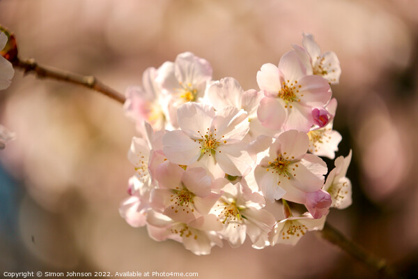 sunlit blossom Picture Board by Simon Johnson