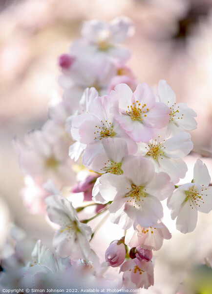 spring Blossom Picture Board by Simon Johnson